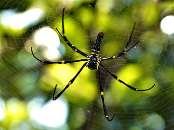 spider, arachnid, spider Web, cobweb, web, orb, weaver, insect, bug, arachnophobia, nature
