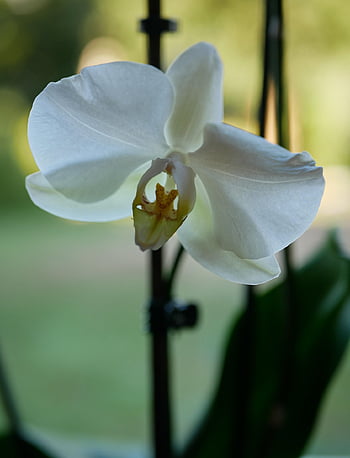 orchis, květinové pozadí, krásné květiny, rostlina, Příroda, květinové tapety, květiny, vše nejlepší ke dni matek, jaro