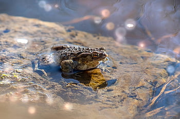 frog, pond, water, amphibian, swim, vertebrate, animal, nature, animal Photography