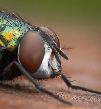 fly, insect, bug, gold Fliege, compound Eyes, eyes, head, legs, hairy, creature, flight Insect