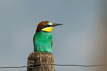 europeisk bi-eater, fargerik fugl, levende fjærdrakt, tre abbor, utendørs scene, grønn og brun fugl, brun pol, naturfotografering, dyrelivsbilde, perching fugl, Bee-spisested