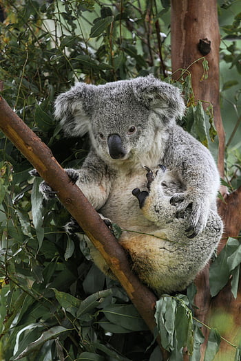 koala bear, sitting on tree, eucalyptus branches, natural habitat, cute koala, perched koala, tree-dwelling marsupial, wildlife photography, australian wildlife, forest animal, koala conservation