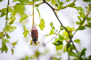 Maybug, chroust, smět, brouk, hmyz, Chyba, zblízka, Příroda, větev, keř, zvíře
