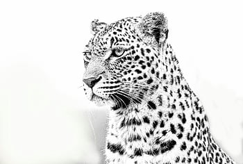 macan tutul abu-abu, hitam dan putih, merapatkan, Bulu terperinci, tatapan intens, potret hewan, fotografi satwa liar, gambar monokrom, bintik-bintik leopard, foto yang mencolok, seni alam