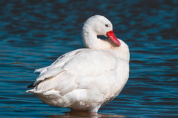 bird, coscoroba Swan, swan, ornithology, species, fauna, avian, animal, wildlife, waterfowl, water Bird