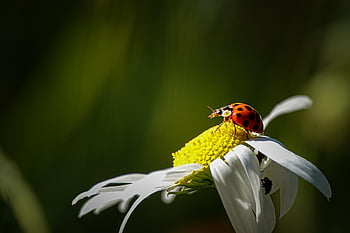 ladybug, insect, ladybird Beetle, beetle, red Beetle, dotted, dotted Beetle, nature, leaf, fauna, animal