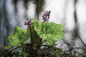 일반적인 pestroot, 약용 식물, 페타 사이트 하이 포 러스 스, 바흐 - 버터 버드, 빨간색 pestroot, 교차 한, 혼성화 된, 궤양 퇴치, 충적 파스너, 약초, 편두통 예방