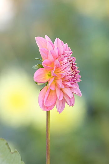 dahlia, flower, plant, pink Flower, petals, bloom, blossom, spring, garden, flora, nature