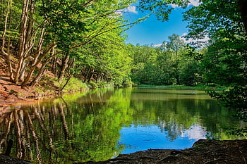 jezero, les, Příroda, voda, umlčet, letní, slunce, klid, odraz, krajina