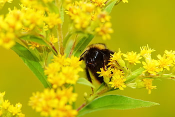 bumblebee Gas, pszczołowate, apiformes, antennae, eyes, the Head Of The, portrait, flower Background, cute, animals, nature
