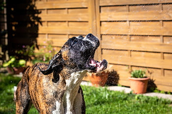 boxer, nature, dog, domestic Animal, animal, dog Look, race, snout, fur, cooling Down, pet
