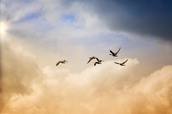 birds, flying, freedom, ducks, heaven, nature, animals, wildlife, sunset