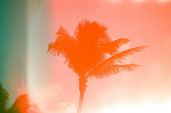 palmboom, oranje licht, analoog lichtlek, exotische zomer, dromerige foto, tropisch gevoel, zonsondergang silhouet, levendige kleuren, natuurfotografie, zomer gevoel, licht effect