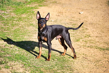 english Toy Terrier, dog, pet, animal, nature, domestic Dog, canine, mammal, cute, outdoors