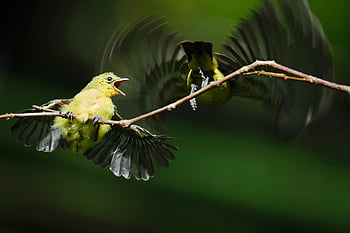 ptaki, raczkujący, matka i dziecko, młode zwierzę, aves, ptaków, ornitologia, obserwowanie ptaków, Zwierząt, świat zwierząt, dzikiej przyrody