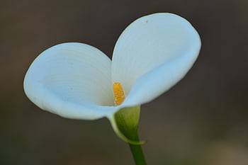 velikonoční lilie, calla lily, krásné květiny, velikonoční, květinové pozadí, květ, lilie, bílý, Příroda, květinové tapety, calla