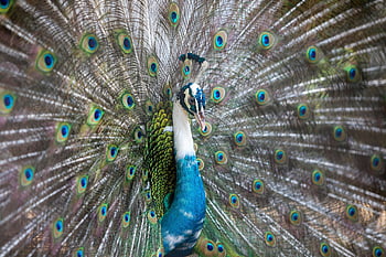 peacock, nature, peafowl, bird, animal, wildlife, con Chim Công, chim Công, công