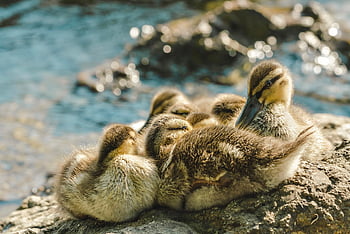 river, ducklings, ducks, water Birds, birds, waterfowls, nature, wildlife, animals