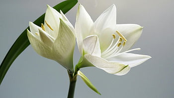 ดอกไม้ Amaryllis สีขาว, ภาพถ่ายระยะใกล้, ดอกลิลลี่สีขาวบาน, แสงไฟอ่อน ๆ, พื้นหลังที่เรียบง่าย, ลิลลี่สีขาว, Amaryllis Blooms, การถ่ายภาพดอกไม้, ดอกสีขาว, ดอกไม้ระยะใกล้, ดอกลิลลี่