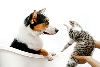 cat and dog, playful interaction, bathtub, indoor scene, cute animals, pet photography, animal friendship, domestic pets, playful animals, indoor pets, cute scene