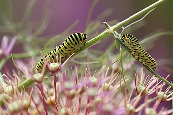 Raupen, Schmetterling, Kreuzung, ausweichen, Schwalbenschwanz, Nahansicht, Makro, Natur, Fenchel, Gierig verschlingen, kriechen