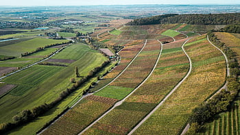 venkovský, venkov, Příroda, venku, wein, Weinberge, berge, herbst