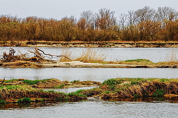 rzeka, Natura, wyspa, Bank, jesień, pora roku, zmniejszać, na zewnątrz, pilica, wisla