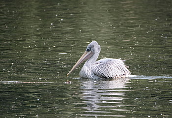 dalmatský pelikán, pták, vodní ptáci, pelikán, peří, zvířat, fauna, Příroda, zobák, zblízka, zvířecí portrét
