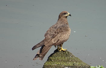 lintu, musta leija, ornitologia, laji, eläimistö, linnun, milvus migrans, petolintu, Accipitridae, päivittäinen, Raptor
