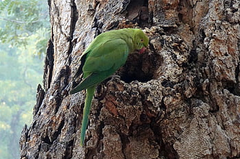 pták, andulka, zelená, tropický, Příroda, Papoušek, fauna, růže-kroužil papoušek, psittacula krameri, prsten-hrdlem papoušek, rajasthan