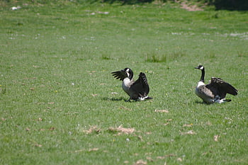 χήνα καναδάς, branta, canadensis, χήνες, προσγείωση, παρασκήνια, πετώ, φύση, πουλιά, των ζώων