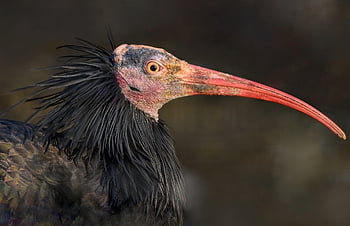 northern Bald Ibis, bird, animal, hermit Ibis, ibis, waldrapp Ibis, nature, wildlife, critically Endangered, avian, feathers