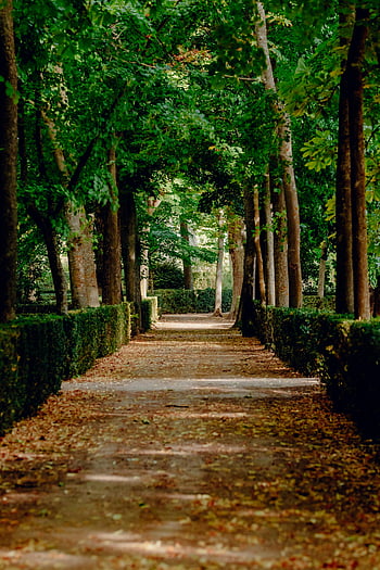 木々の間の道、 道の葉、 平和な通路、 緑豊かな木、 アランジューススペイン、 静かな設定、 絵のような設定、 林道、 並木道、 自然の風景、 穏やかな環境