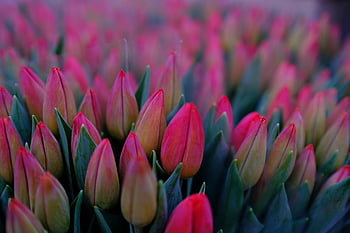 pink tulips, red tulip buds, springtime garden, vivid close-up, tulip flowers, blooming tulips, garden flowers, spring flowers, floral photography, tulip field, pink flowers