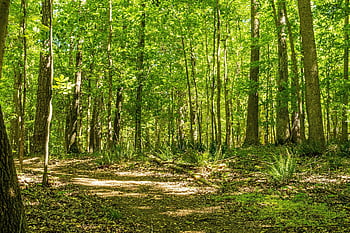 státní lesní túra, stezka, turistika, les, Příroda, krajina, venku, stromy, park, scénický, cesta