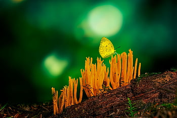 forest, butterfly, nature, bokeh, spring, fantasy