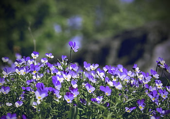 wild Pansy, wild Pansies, viola, tricolor, beautiful, spring, wild, blossom, colorful, bloom, blooming