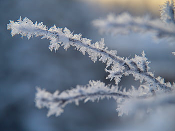 ramuri de natură de gheață, fundal, climat, a închide, rece, decembrie, mediu inconjurator, îngheţa, îngheţ, îngheţat, înghețat