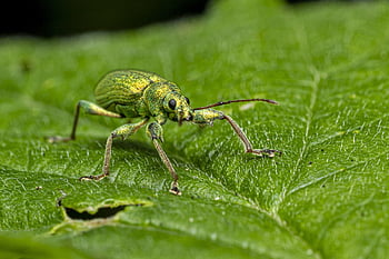 charançon de l'ortie, phyllobius pomaceus, insecte, la nature, animal, fermer, macro, couleur verte, feuille, faune, été