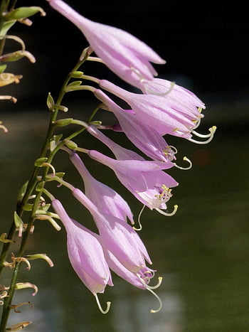 gigli d'ombra, campanula, carta da parati floreale, Suora Lily, hosta plantaginea, sfondo di fiori, fiore, bellissimi fiori, pianta, natura, botanica