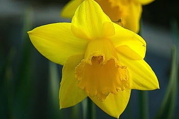 nový narcis, žlutý květ, žlutý narcis, narcis, narcis květina, Květiny narcisy, kvetoucí, velikonoční, rostlin, žluté okvětní lístky, jarní zahrada