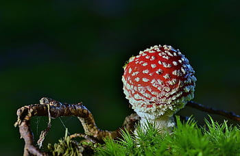fly Agaric, moss, forest, mushroom, toadstool, fly Amanita, red Mushroom, fungus, toxic, forest Floor, nature