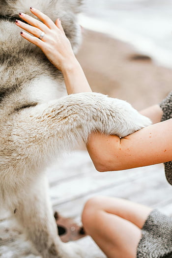 Sibirya kurdu, Kadın, plaj, sevgi dolu an, Evcil Hayvan, köpek, ana, hayvan, dış mekan, doğa, arkadaşlık