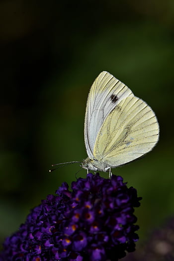 motýl, květ, opylit, opylování, květinové pozadí, krásné květiny, hmyz, okřídlený hmyz, motýlí křídla, flóra, fauna