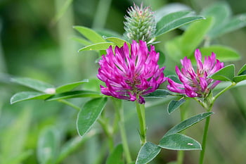 červený jetel, luční květina, divoká rostlina, květenství, růžový květ, jetel luční, trifolium pratense, divoké byliny, sladký jetel, med květina, léčivé byliny