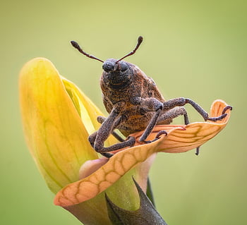 weevil, beetle, insect, wildlife, fauna, pest, nature, petals, plant