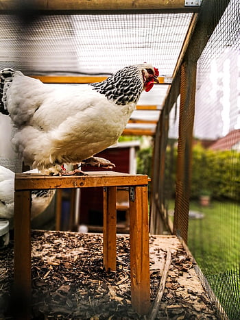 chicken, chicken Coop, white, enclosure, nature, animal, bird, wing, poultry