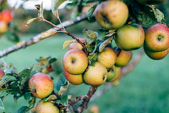 apples on tree, close-up apples, ripe apples, tree branch, lush orchard, harvest season, apple tree, fruit tree, green apples, red apples, orchard bounty