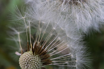 dandelions, spring, dandelion, sonchus Oleraceus, nature, meadow, plant, nuns, closeup, seeds, the Delicacy