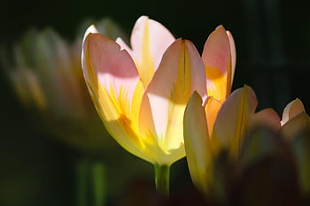 tulipány, žluté tulipány, květ, květy, flóra, okvětní lístky, rostlin, krásné květiny, jarní květiny, Příroda, květinové tapety